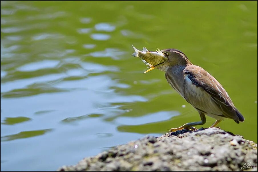 лапками и клювиками они роют. ласточкины гнезда береговушка. птицы богдинско-баскунчакского заповедника. ласточка береговушка и стриж. лапками и клювиками они роют.