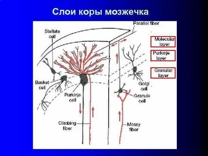 Самый внутренний слой коры