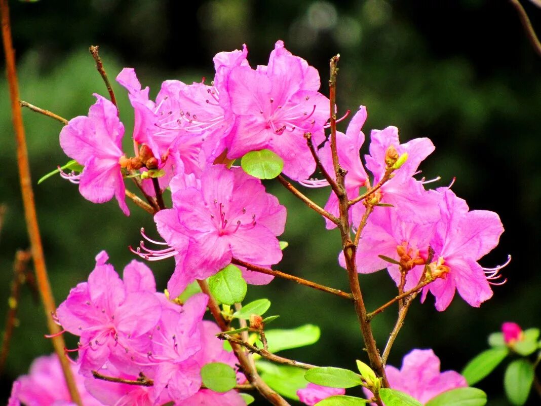 Ледебура рододендрон ледебура. Рододендрон даурский ледебура. Рододендрон ледебура. Рододендрон ледебура багульник. Рододендрон ледебура.