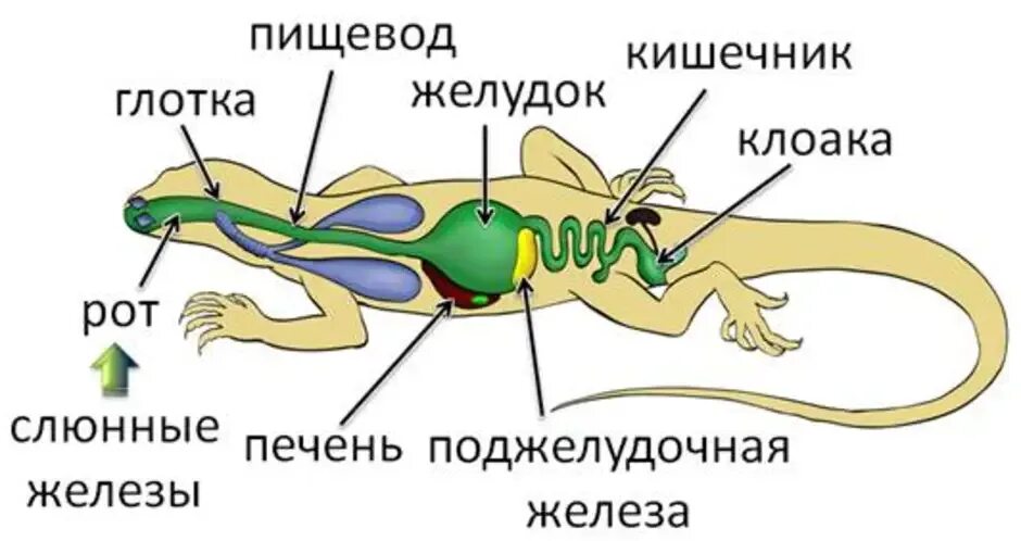 Внутренние органы рептилий. Пищеварительная система ящерицы схема с подписями. Пищеварительная система ящерицы схема. Пищеварительная система прыткой ящерицы. Внутреннее строение пресмыкающихся ящерица.