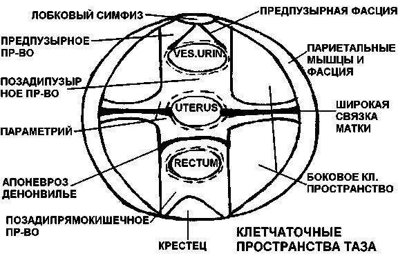 Фасции мочеполовой диафрагмы. Схема клетчаточных пространств таза. Клетчаточные пространства малого таза. Малый таз клетчаточные пространства. Апоневроз Денонвилье.