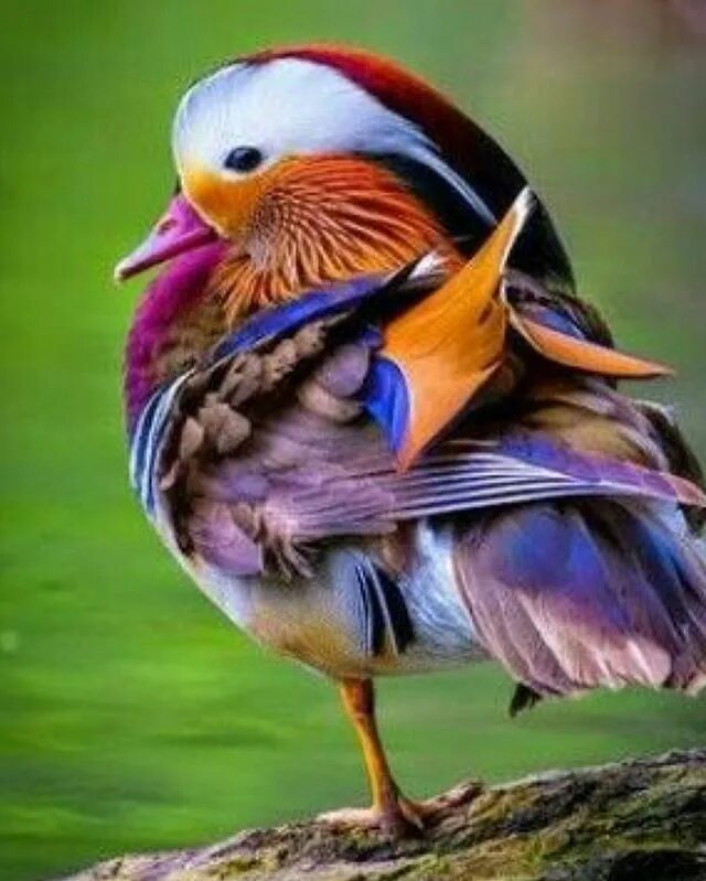Eurypyga helias. Тим ламан-райские птицы. Королевский венценосный мухоед. Turcion bird. Веероносный венценосный голубь goura victoria.