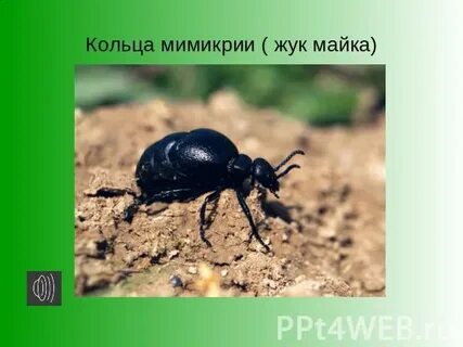 Приспособление жука