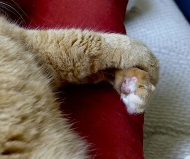 У кота болят лапы