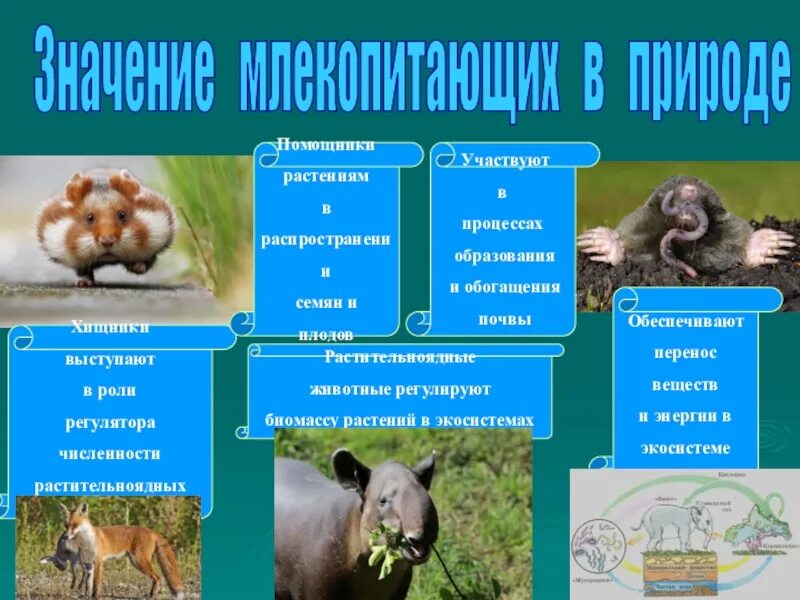 Роль экосистемы в жизни человека. Роль млекопитающих в природе. Многообразие млекопитающих. Роль животных в экосистеме. Роль животных в природе и жизни человека.