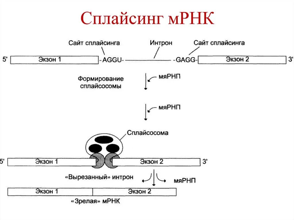 Процесс сплайсинга РНК. Сплайсинг пре МРНК. Сплайсинг в интронах схема. Сплайсинг у эукариот.