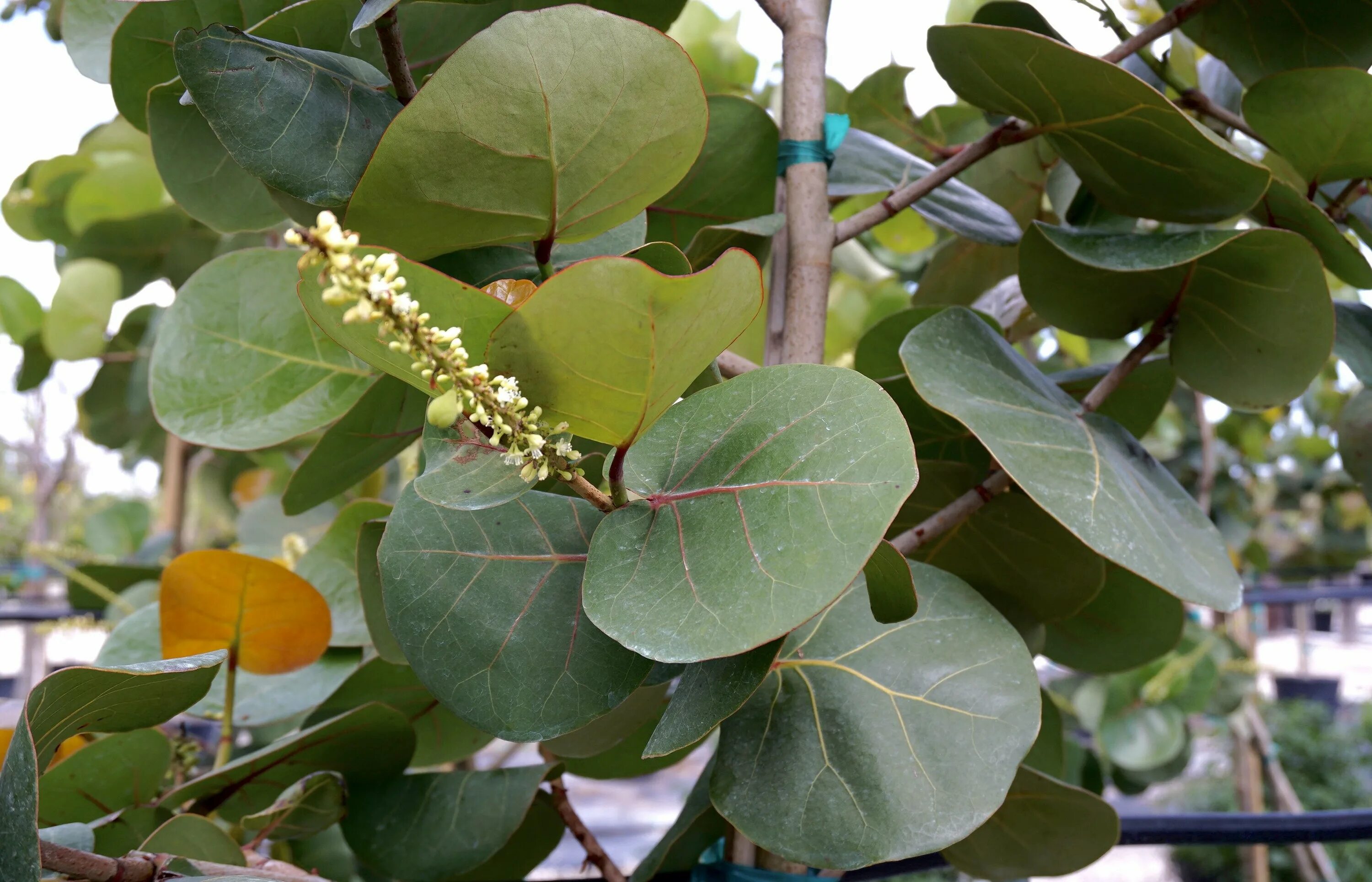 Кокколоба разнолистная. Фикус круглый. Вечнозелёный фикус. Фикус бенгаленсис альтиссимо. Фикус притупленный.