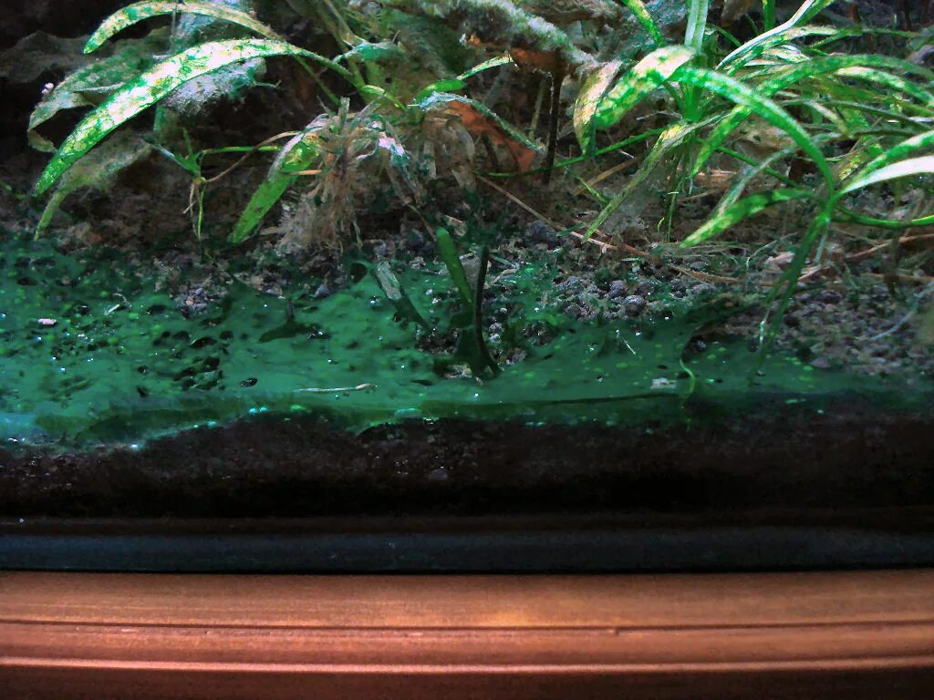 Синезеленые водоросли в аквариуме. Сине-зеленые водоросли цианобактерии в аквариуме. Цианобактерии в аквариуме. Диатомовые водоросли в аквариуме. Почему аквариум покрылся