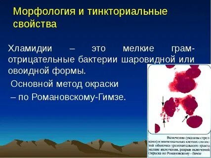 Морфология хламидий
