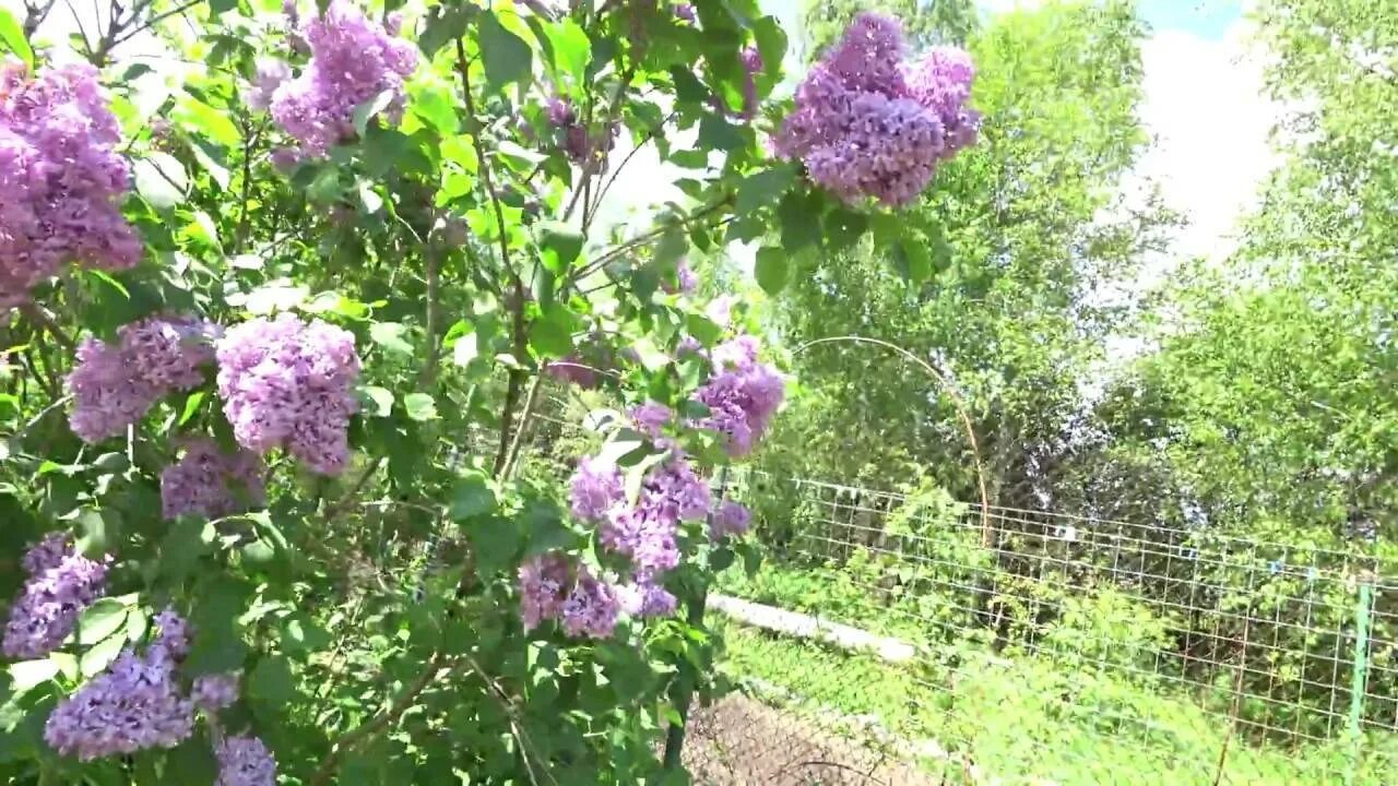 Пышный куст сирени. Сирень цветущие кусты махровая светлая. Сирень пышная. Цветение сирени в Подмосковье.