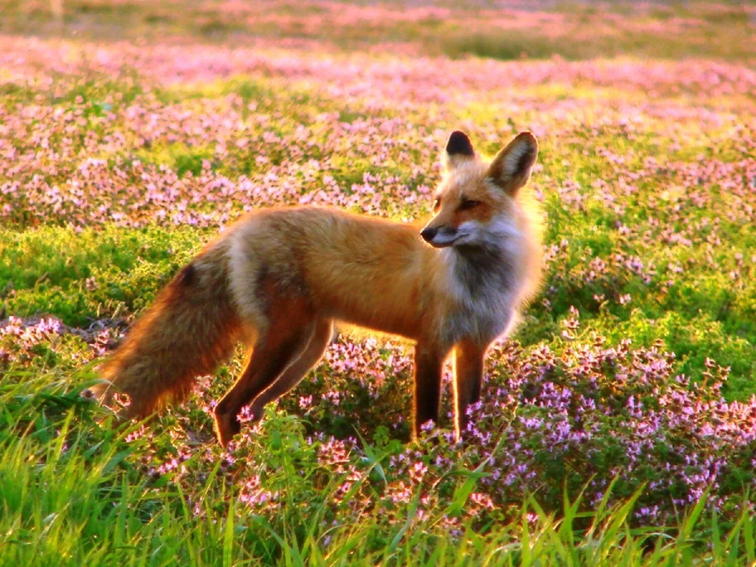 лиса летом. лиса летом. лиса в полях и лесах. лиса в поле. лиса весной.