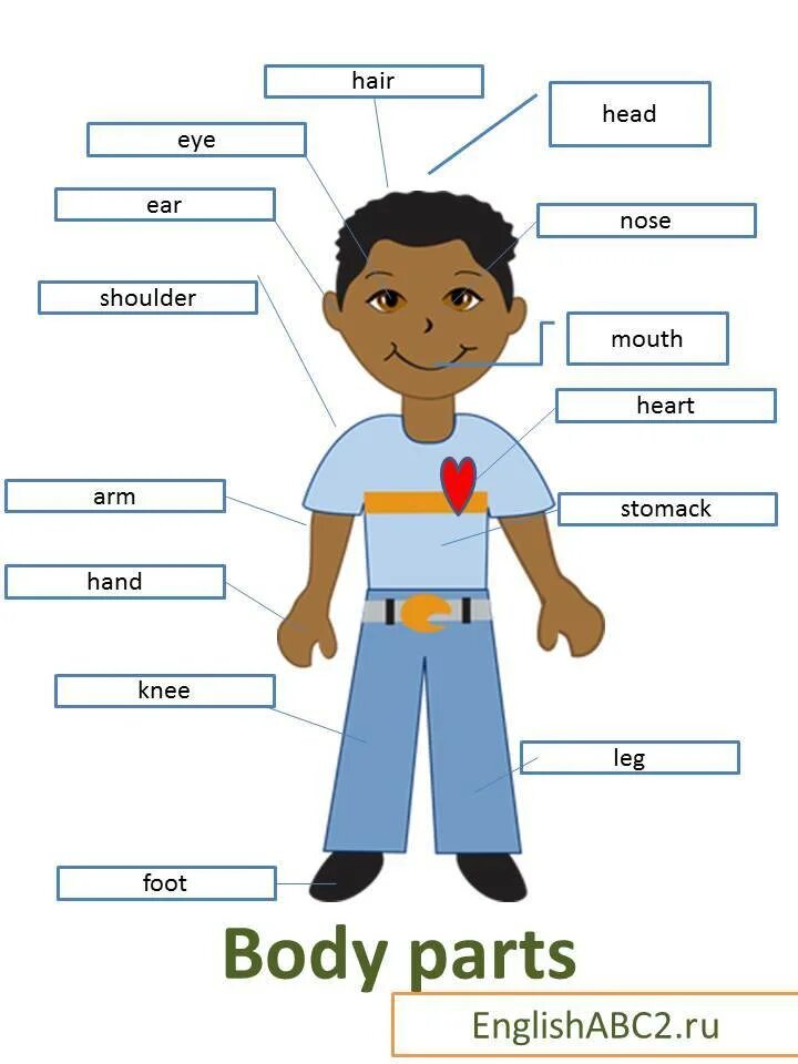 Описание человека для детей. Части тела на английском. Части тела на английском д. Части тела на англ для детей. Части тела на английском языке й.