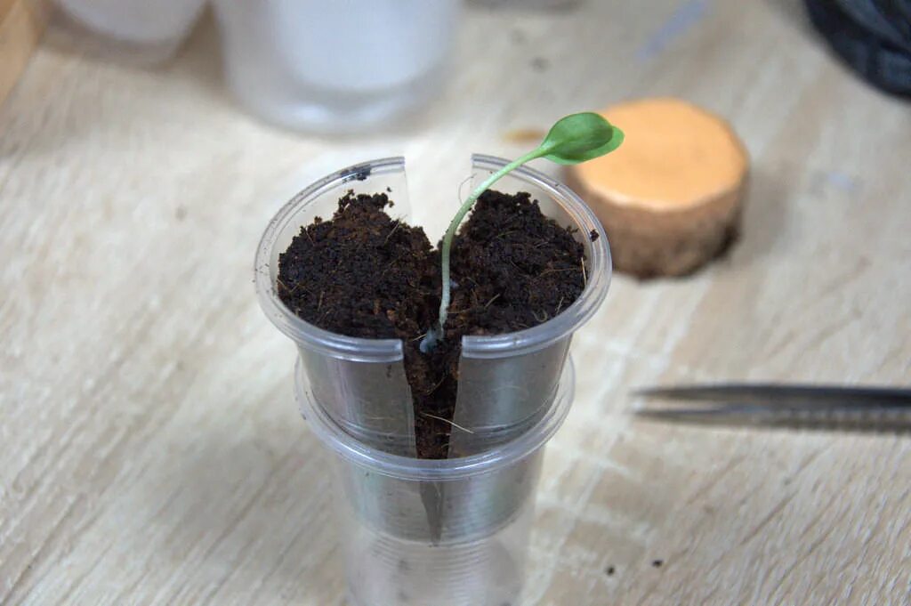 посадка в стаканчиках. посадка огурцов в стаканчики на рассаду. стаканчики для рассады. бумажные стаканчики для рассады. посадка в стаканчиках.