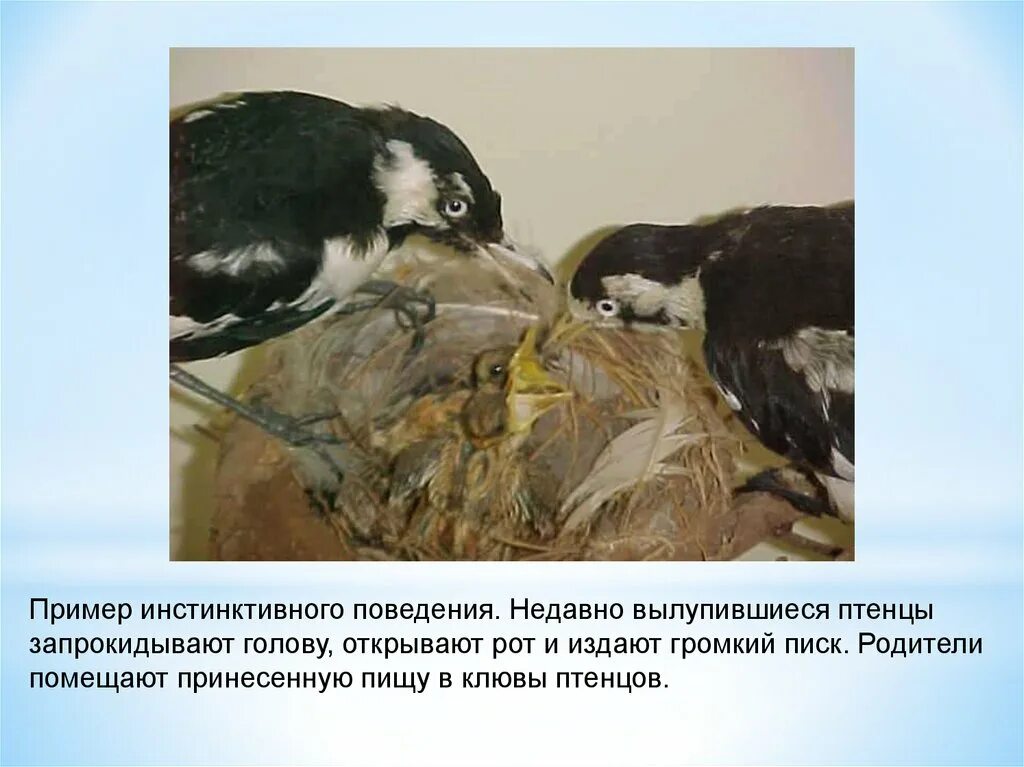 Примеры инстинктов у животных. Примеры инстинктивного поведения. примеры инстинктивного поведения животных. инстинктивное поведение птиц. примеры инстисттвного поведения.