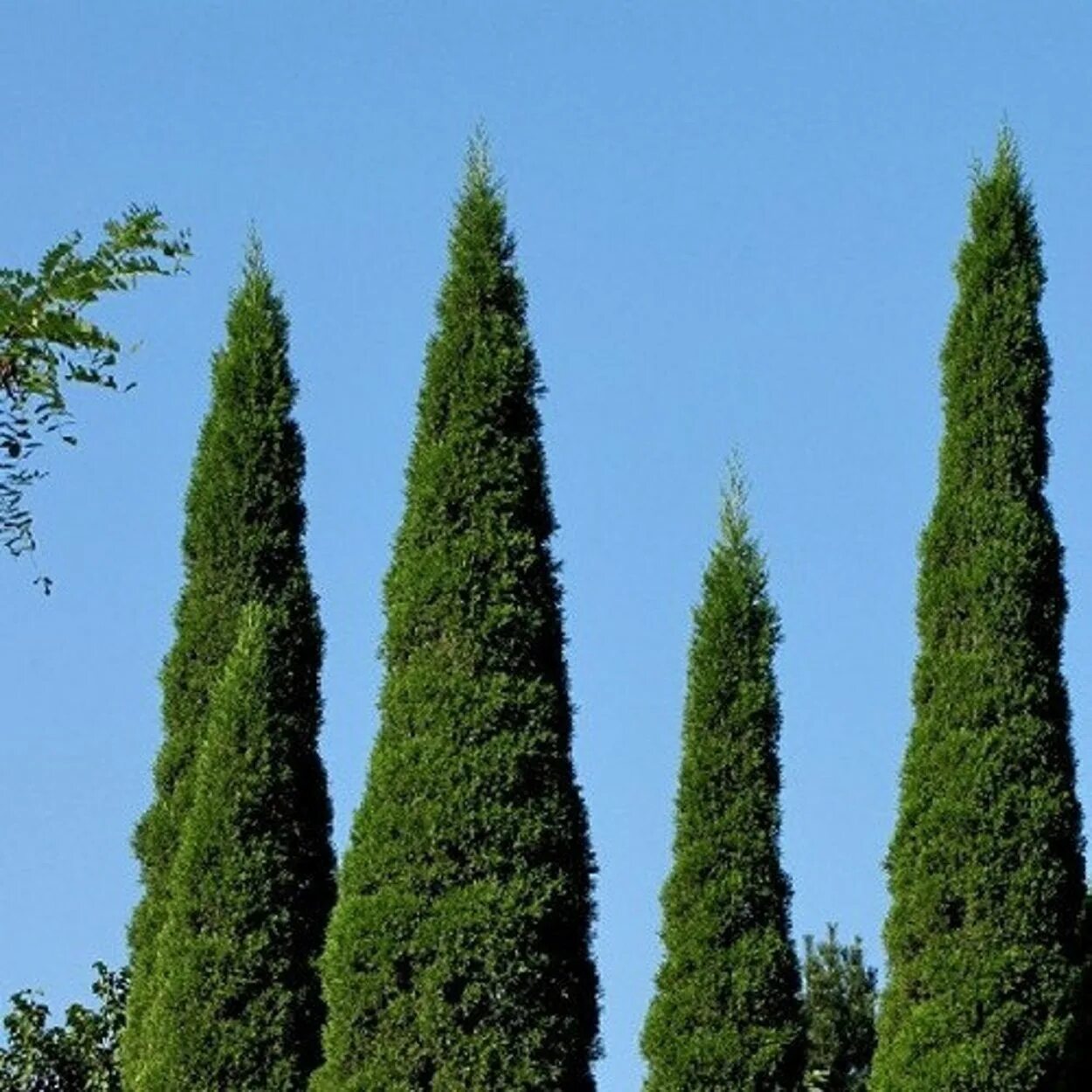 Кипарис вечнозеленый пирамидальный. Кипарис вечнозеленый (лат. Cupressus sempervirens). Кипарис вечнозеленый хвоя. Кипарис вечнозеленый ареал. Вечнозеленое хвойное