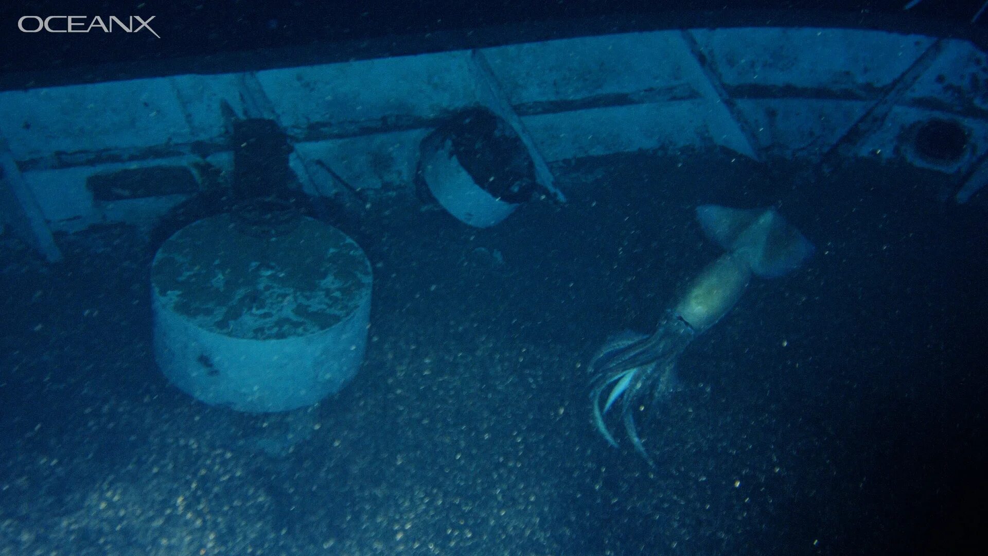 Биологи обнаружили удивительное явление. Кальмар призрак. Затонул в Красном море на глубине. Гигантский кальмар Смитсоновский музей. Гигантский кальмар черного озера.