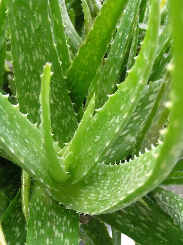 Aloe via. Алоэ Ланца.