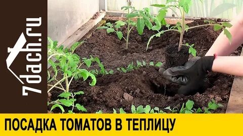 Когда высаживать помидоры в теплицу в иркутске