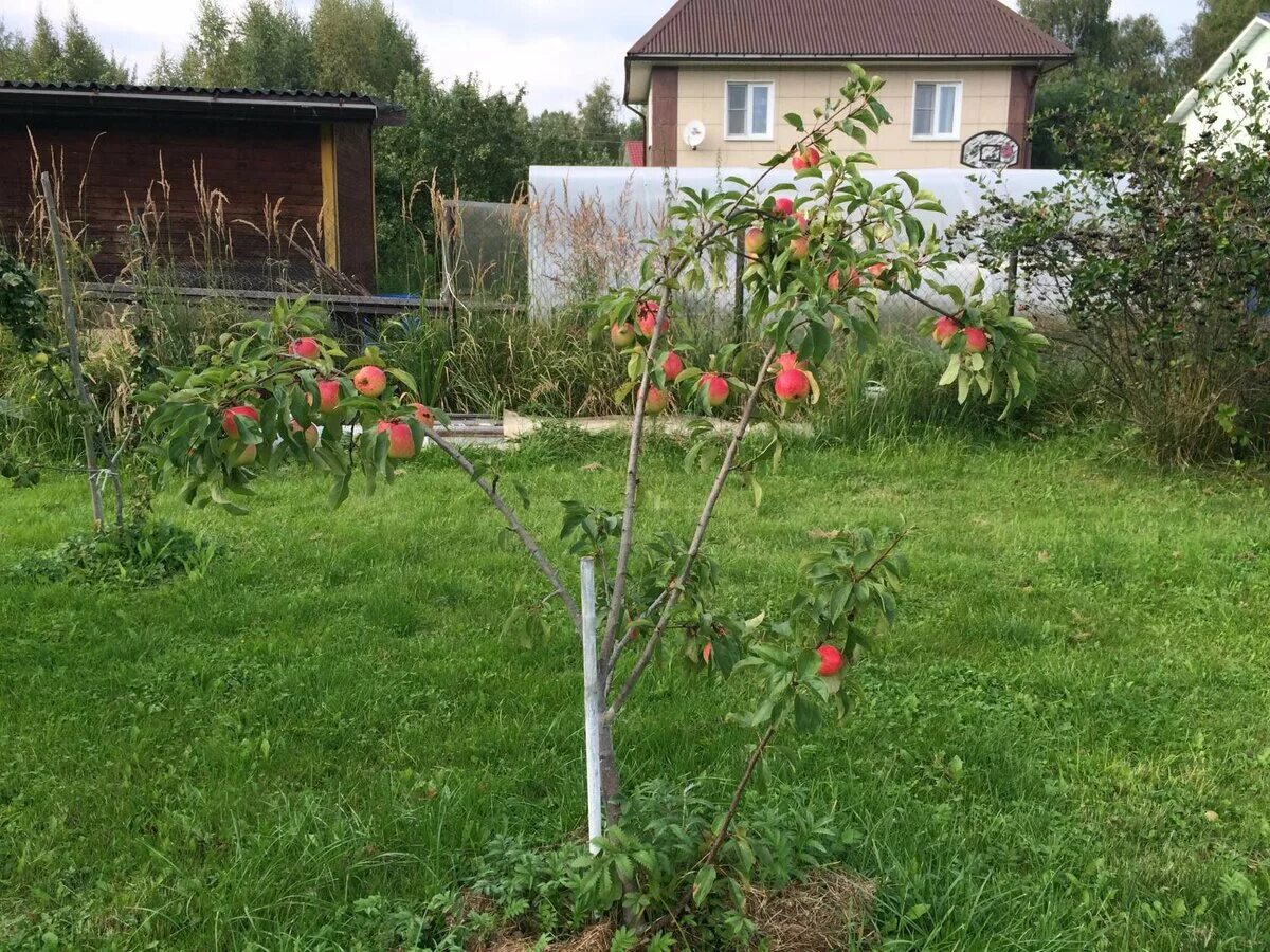 Яблоня медуница (полукарликовый подвой). Яблоня память есаула. Яблоня карликовая с2l. Полукарликовые яблони. Антоновка на полукарликовом подвое.
