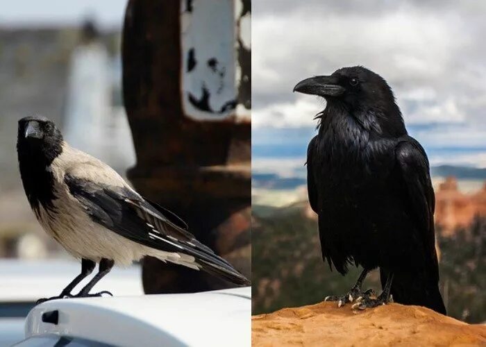 Чем отличается черный. Отличие ворона и вороны. Грач самец и самка. Ворон и ворона это разные птицы. Различие между вороном и вороной.