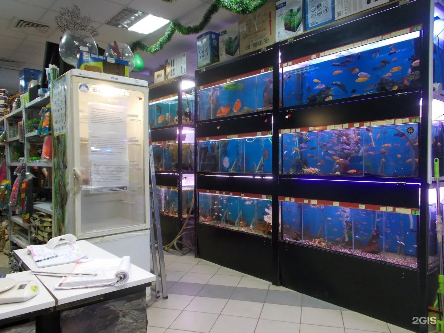 отдел аквариумистики. аквариумистика краснодар. аквариумные магазины в краснодаре. зоомагазин дельфин. аквариумный магазин краснодар.