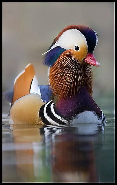 Петь мандаринка. Петь мандаринка. Петь мандаринка. Mandarina duck bird. Веселое мандариновое настроение.