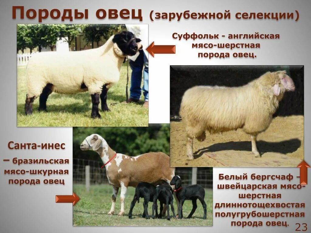 Какими бывают овцы