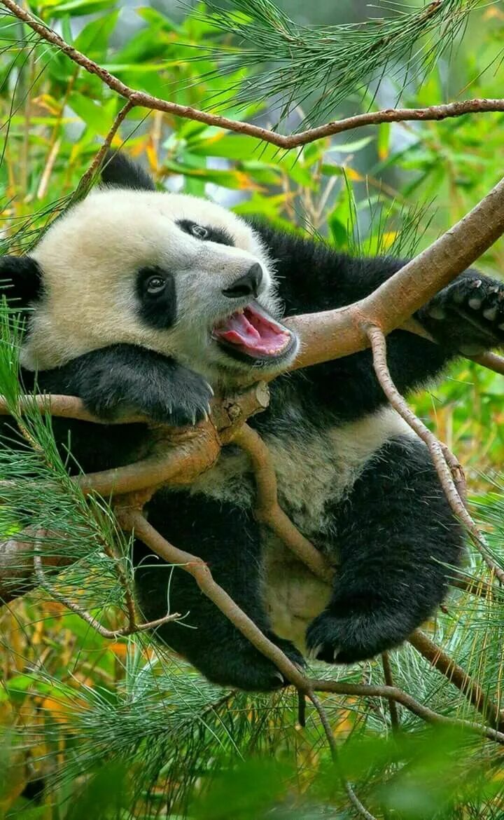 Panda falling trees