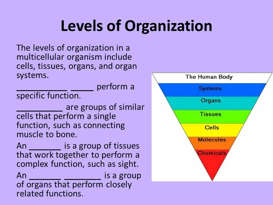 Levels of Life Organization. The Levels. Organizational Levels. What is functional Levels of Organization.