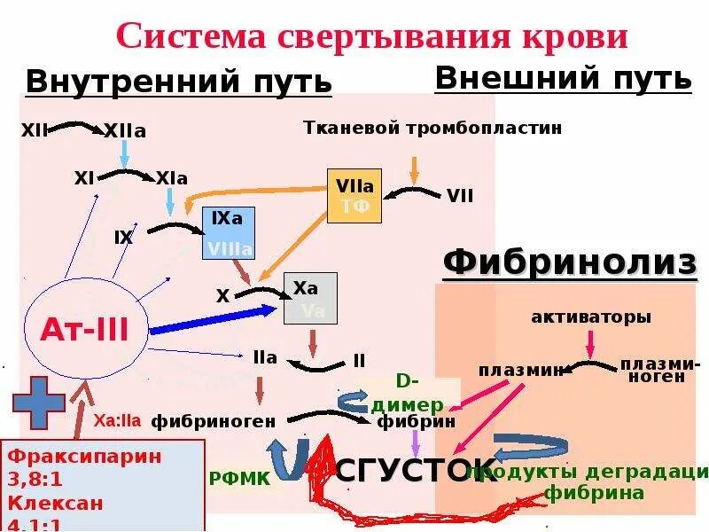 Функция свертывания крови выполняют. Внешний путь свертывания крови. Механизм свертывания крови физиология. Алгоритм свертывания крови. Схему внутреннего пути гемокоагуляции.