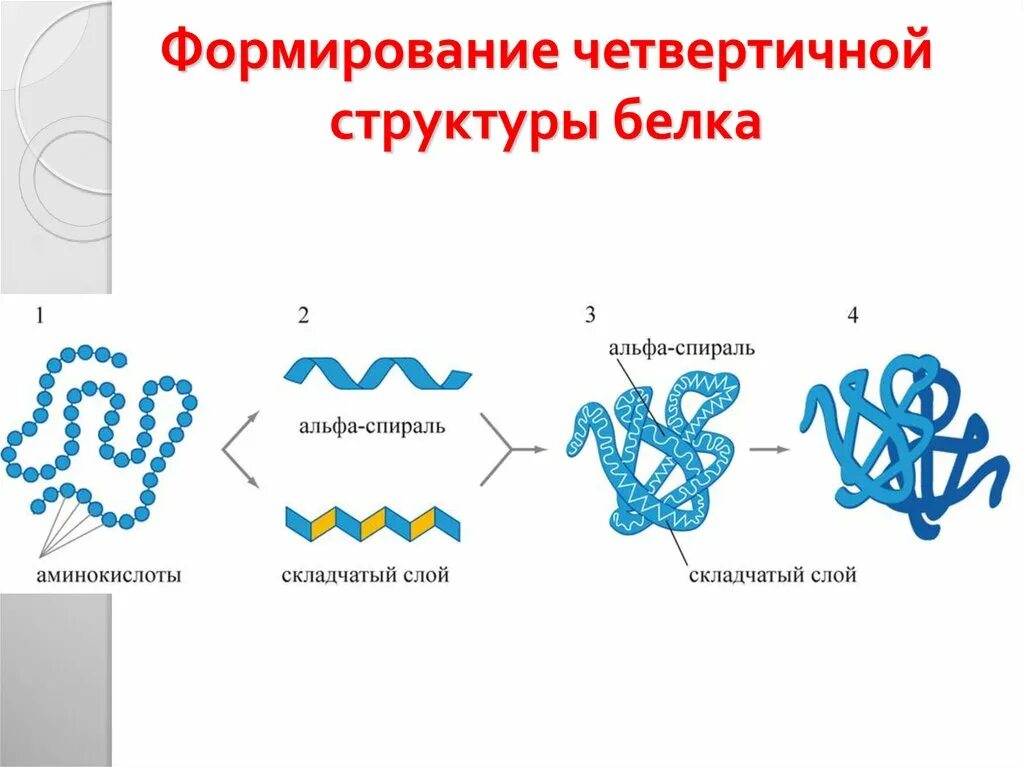 Первичная структура белка мономер. Структуры белка первичная вторичная третичная четвертичная. Первичная вторичная и третичная структура белков биохимия. Четвертичная структура белка это структура. Белок 4 структуры.
