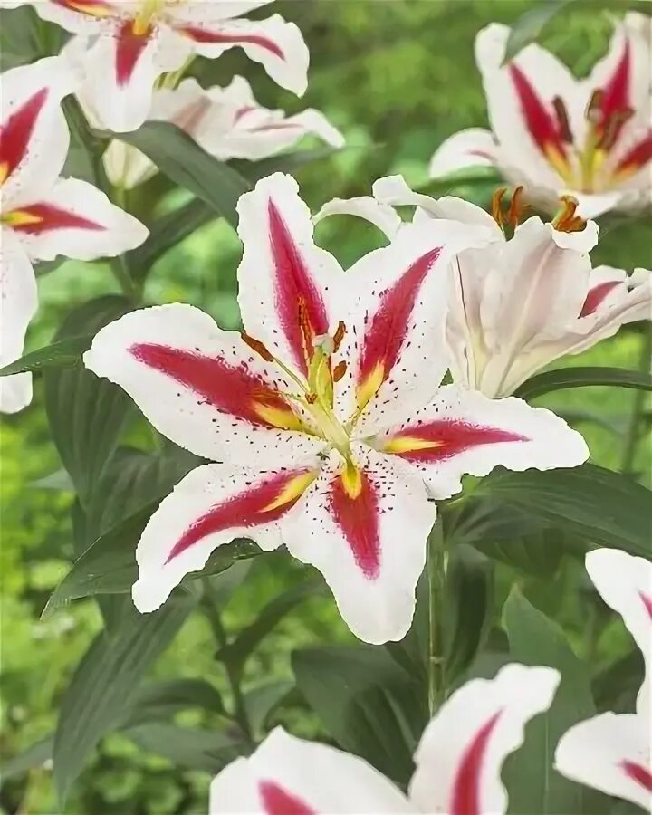 Лилия Биг Смайл (Lilium Big Smile) купить луковицы в Москве по низкой цене, дост