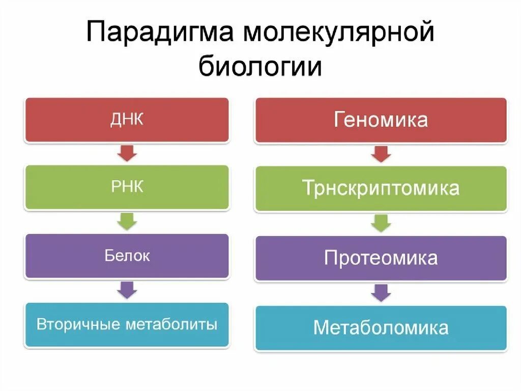 Геномика и протеомика. Геномика протеомика биоинформатика. Протеомика значение. Функциональная протеомика. Современные направления биологии