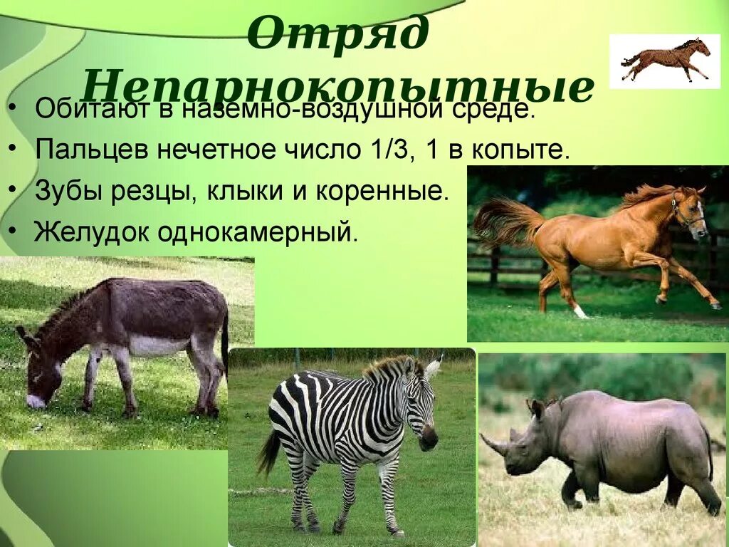 3 отряд млекопитающих. Отряды млекопитающих непарнокопытные. отряды млекопитающих парнокопытные непарнокопытные. отряд непарнокопытные представители. отряд непарнокопытные 7 класс биология.