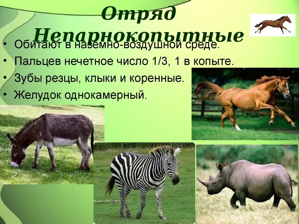 Отряды млекопитающих непарнокопытные. Отряд парнокопытные и непарнокопытные. Отряд непарнокопытные 7 класс биология. Отряд непарнокопытные представители.