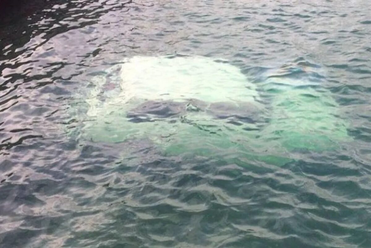 Корабли на дне черного моря. 67 дней в море нашли. Оброс ракушками. Подводные артефакты. Что нашли в море.