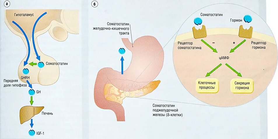 синтезированный гормон роста