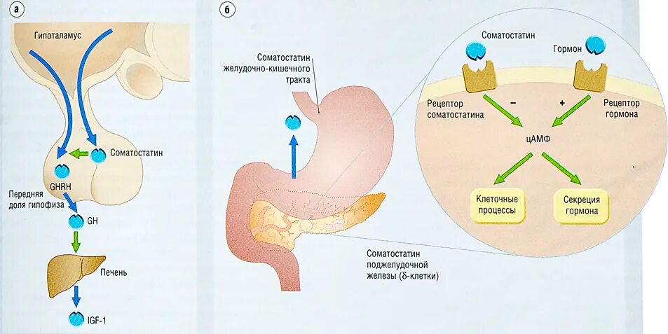 Синтез гормона роста. Соматотропный гормон Синтез схема. Механизм действия гормона соматостатина. Соматостатин механизм действия биохимия.
