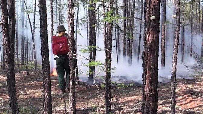 Канал лесные видео. Канал в лесу. Канал леса. Лесные видео канал. Канал Лесные новости.