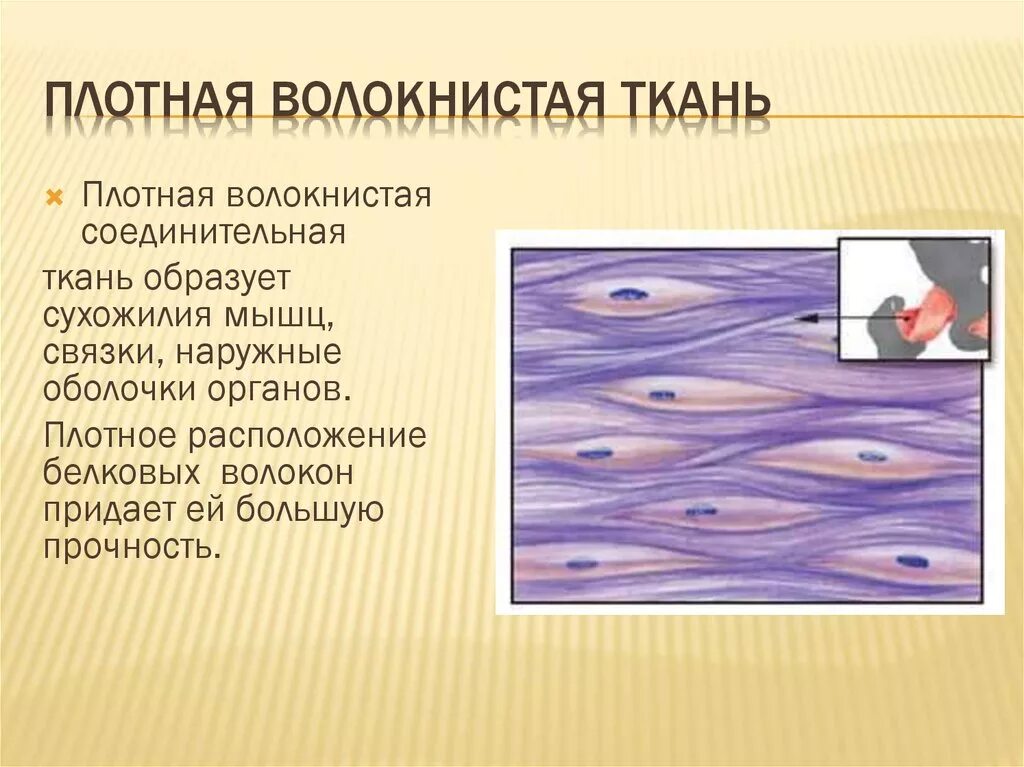 Сухожилия образованы из ткани