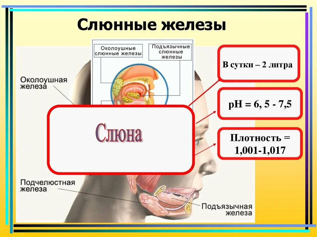 Номер слюна. Пищеварение в ротовой полости и в желудке. Пищеварительная система слюнные железы. Пищеварение в ротовой полости слюнные железы. Строение пищеварение в ротовой полости.