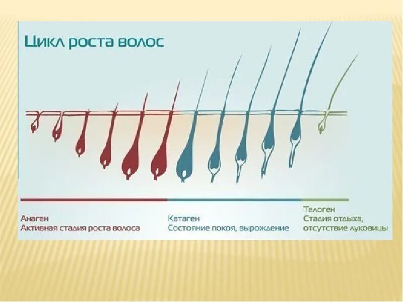 Фазы роста волос анаген. Стадии роста волос анаген катаген. Телоген фаза роста волос. Стадии роста ресниц анаген катаген телоген. Рост волос интенсивное