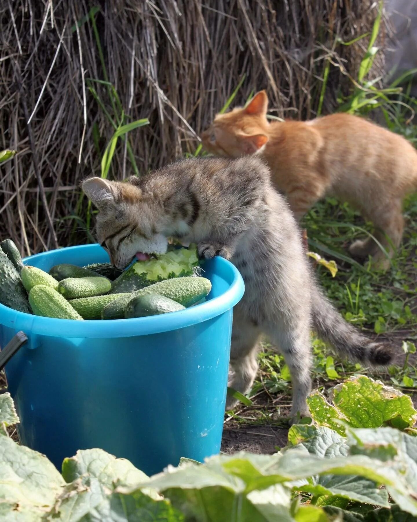 Кошки едят огурцы. Кошка на даче. Кот в огороде. Котенок на даче. Кот на даче летом.