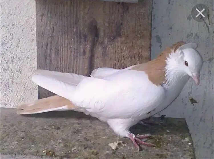 Чубатых голубей