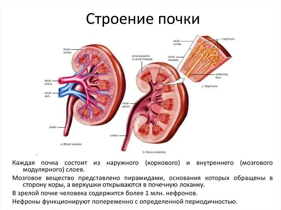 Макроскопическое строение почки. Выделительная система строение почки. анатомические структуры почки 8. расположение и наружное строение почки.. внутреннее строение почки.