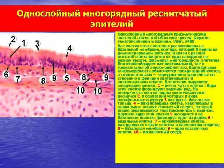 Реснитчатый эпителий функции. Однослойный многорядный призматический эпителий функции. однослойный многорядный мерцательный эпителий функции. однослойный призматический эпителий базальная мембрана. многорядный реснитчатый эпителий локализация.