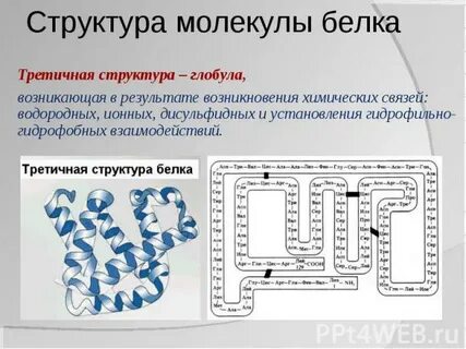 Структурный уровень молекулы белка
