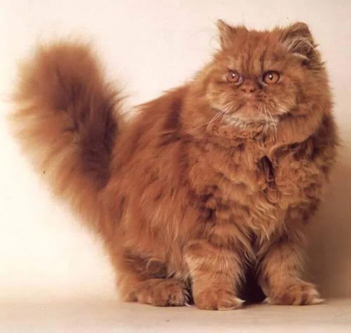 Метовые персы. Персидская длинношерстная кошка. Персидская длинношерстная шиншилла. Длинношёрстная Персидская кошка рыжий. Персидская длинношерстная шиншилла Золотая.