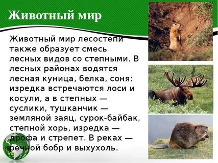 Жив мир лесостепи
