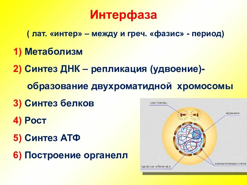 Какой набор в конце интерфазы. Интерфаза митоза. Интерфаза процессы. Периоды интерфазы. Интерфаза клетки.